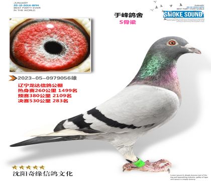 辽宁龙达公棚决赛283名