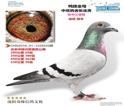 中瑞鸿昊赛鸽公棚决赛20名