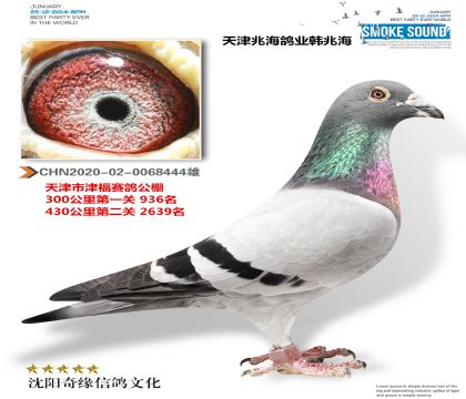 天津兆海鸽业(天津津福公棚参赛鸽)