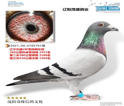 辽阳茂盛鸽业(忠盛VIP成绩鸽)