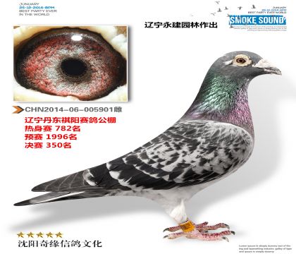 丹东祺阳公棚决赛350名