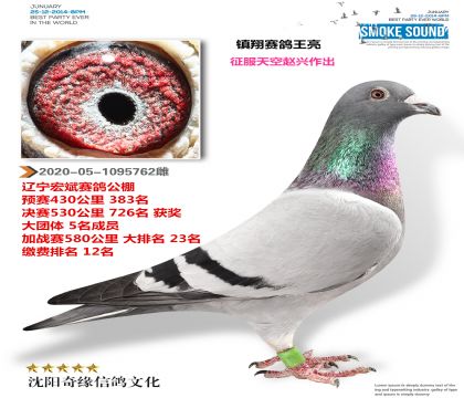 辽宁宏斌赛鸽公棚23名(征服天空赵兴)