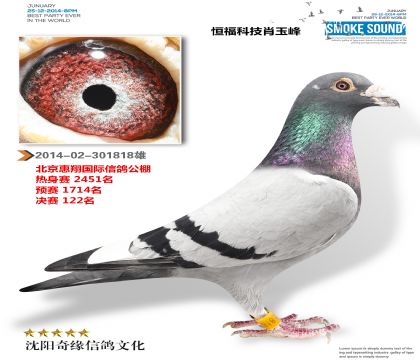 天津肖玉峰(北京惠翔公棚决赛122名)