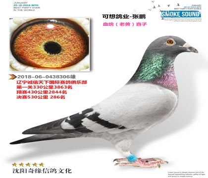 诚信天下公棚决赛286名(黄金种雄 老黄直子)