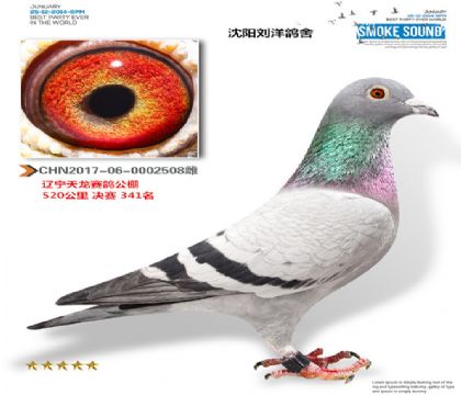 辽宁天龙公棚决赛341名