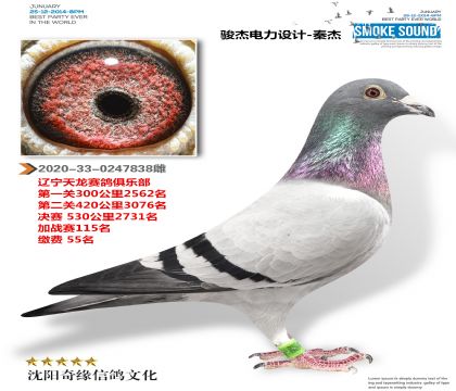 天龙公棚55名指定鸽冠军