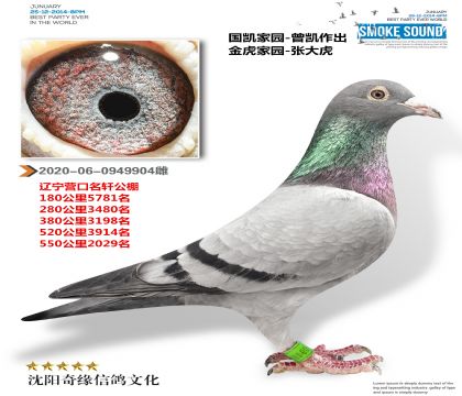 国凯家园 曾凯作出(名轩公棚参赛鸽)