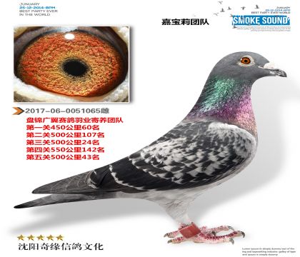 盘锦广翼羽业寄养棚五关综合28名