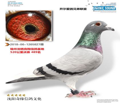 锦州龙栖赛鸽公棚决赛489名