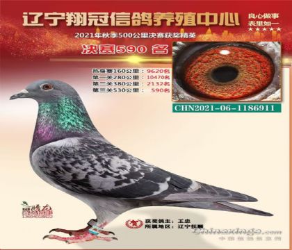 盘锦翔冠公棚决赛590名