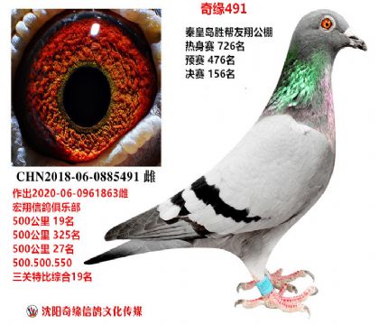 秦皇岛胜邦友翔公棚决赛156名(鸽王级别)