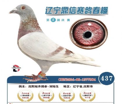 辽宁鼎信公棚决赛437名(凡登布克原舍作出)