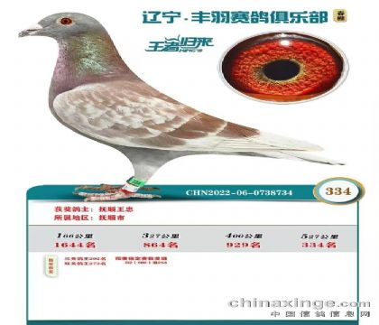 丰羽公棚决赛334名(超级红狐)鸽王级别