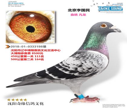 北京李国民(辽中博翔寄养棚成绩鸽)老凡龙