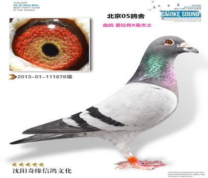 北京05鸽舍(夏拉肯X桑杰士)