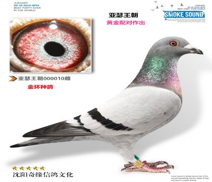 内蒙古亚瑟王朝(金环种鸽)