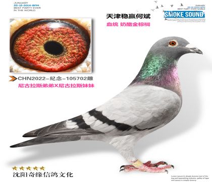 天津稳赢何斌(奶酪尼古拉斯近亲)