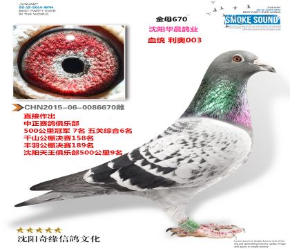 华晨鸽业(黄金配对雌)利奥003家族