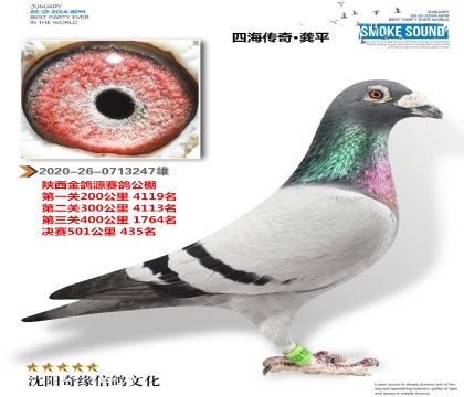 四海传奇 龚平 (陕西金鸽源公棚决赛435名)