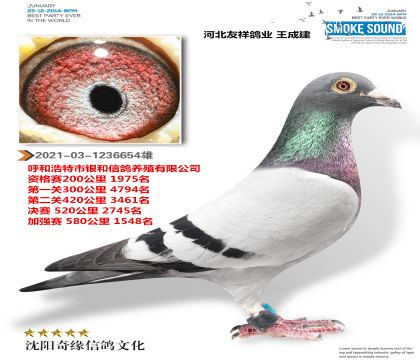 友祥鸽业 王成建(内蒙古银和公棚获奖鸽)