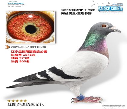 友祥鸽业 王成建(盘锦翔冠公棚获奖鸽)