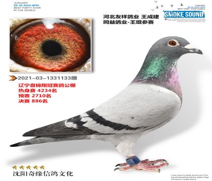 友祥鸽业 王成建(盘锦翔冠公棚获奖鸽)