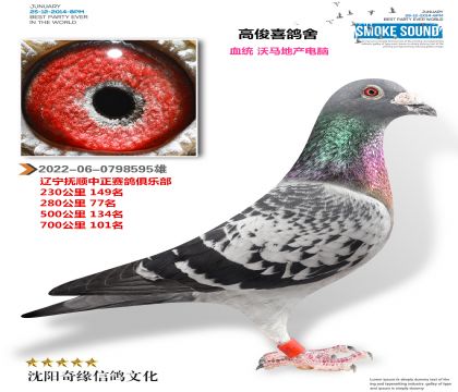 沃马电脑戈马利(多关成绩鸽)