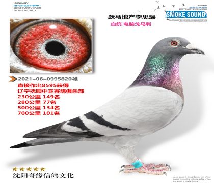 沃马地产(电脑戈马利)超级种鸽