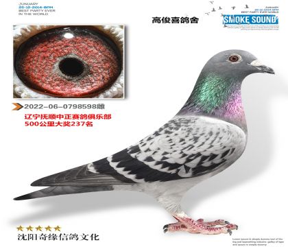 超级金母(中正俱乐部成绩鸽)