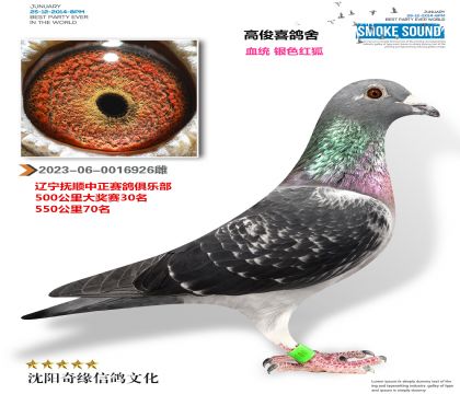 银色红狐(中正俱乐部500公里大奖30名)