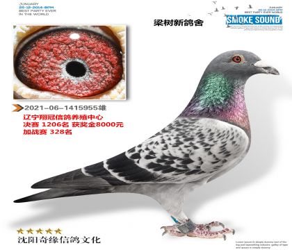 翔冠公棚获奖鸽