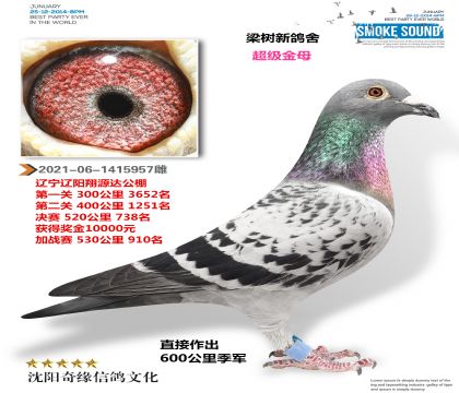 600公里季军母亲(翔源达公棚获奖鸽)