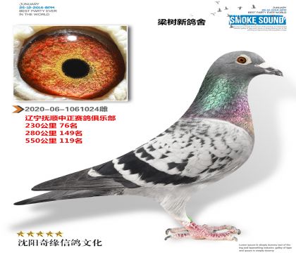 老胡本(多关成绩鸽)