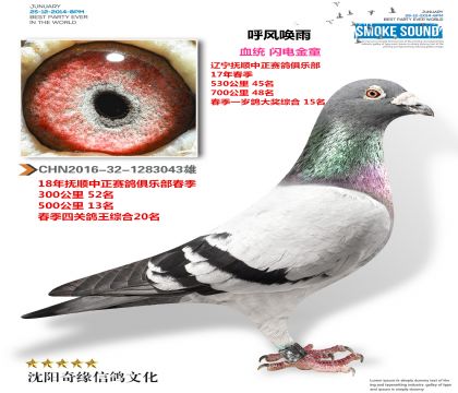 闪电金童(两年飞鸽王)500公里15名