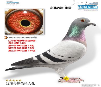 东北天翔(500公里13名500公里33名)