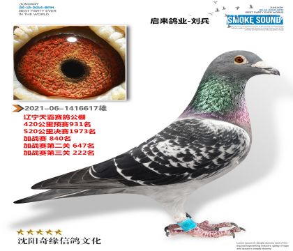 天霸公棚成绩鸽