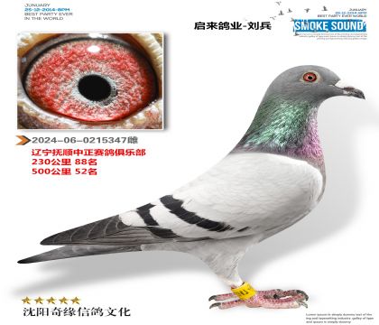 500公里52名(多关成绩鸽)