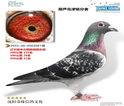 津铭分舍(多关成绩鸽)