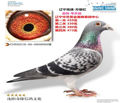 辽宁高速(考夫曼)超级种雄