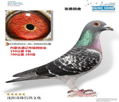 黑胡本(通辽市350公里9名)