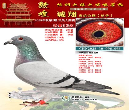 敦煌诚翔决赛36名(三关鸽王5名)