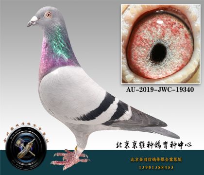 262-AU-2019-JWC-19340