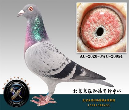 268-AU-2020-JWC-20954