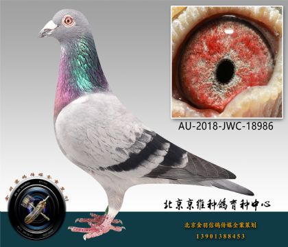 274-AU-2018-JWC-18986