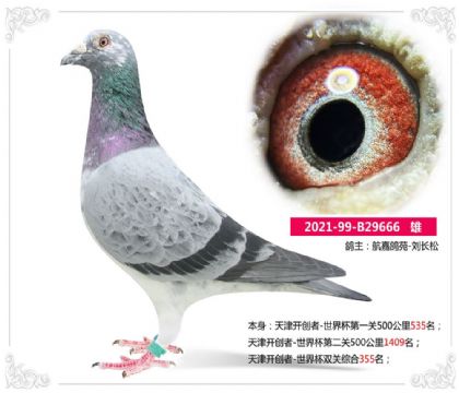 天津开创者-世界杯双关综合355名 雄