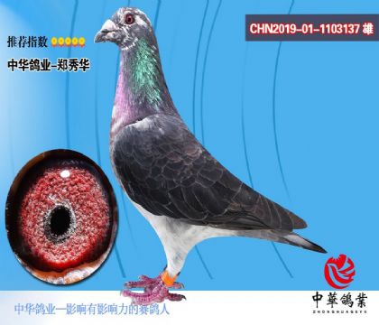 中华鸽业---钻石号直孙137 雄