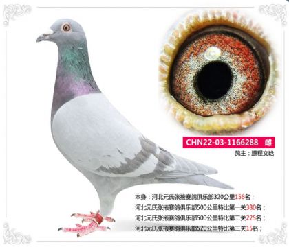 河北元氏张掖赛鸽俱乐部520公里特比第三关15名