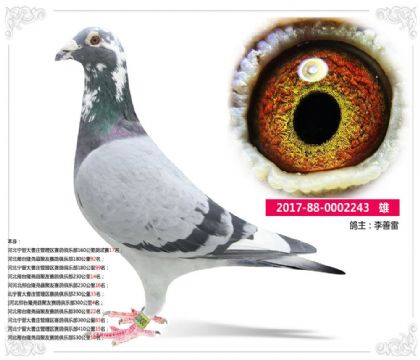 河北邢台隆尧县聚友赛鸽俱乐部530公里10名 雄