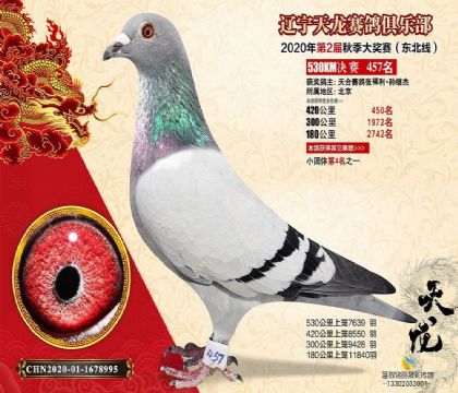 辽宁天龙赛鸽俱乐部530公里决赛457名 雌
