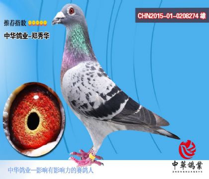 中华鸽业”--凡戴克8274 雄